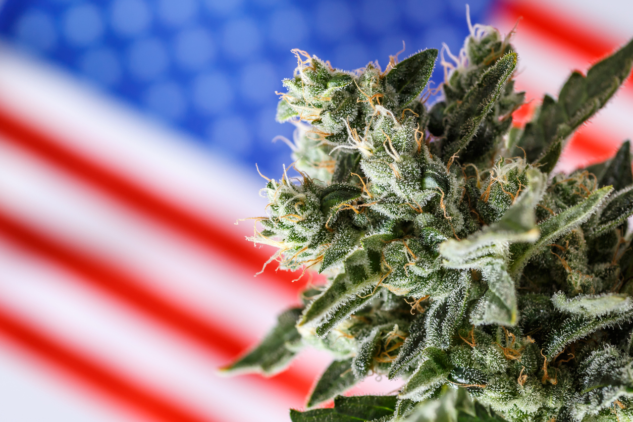 Spark Up the Fourth: Weed Deals & Fireworks in Western MA