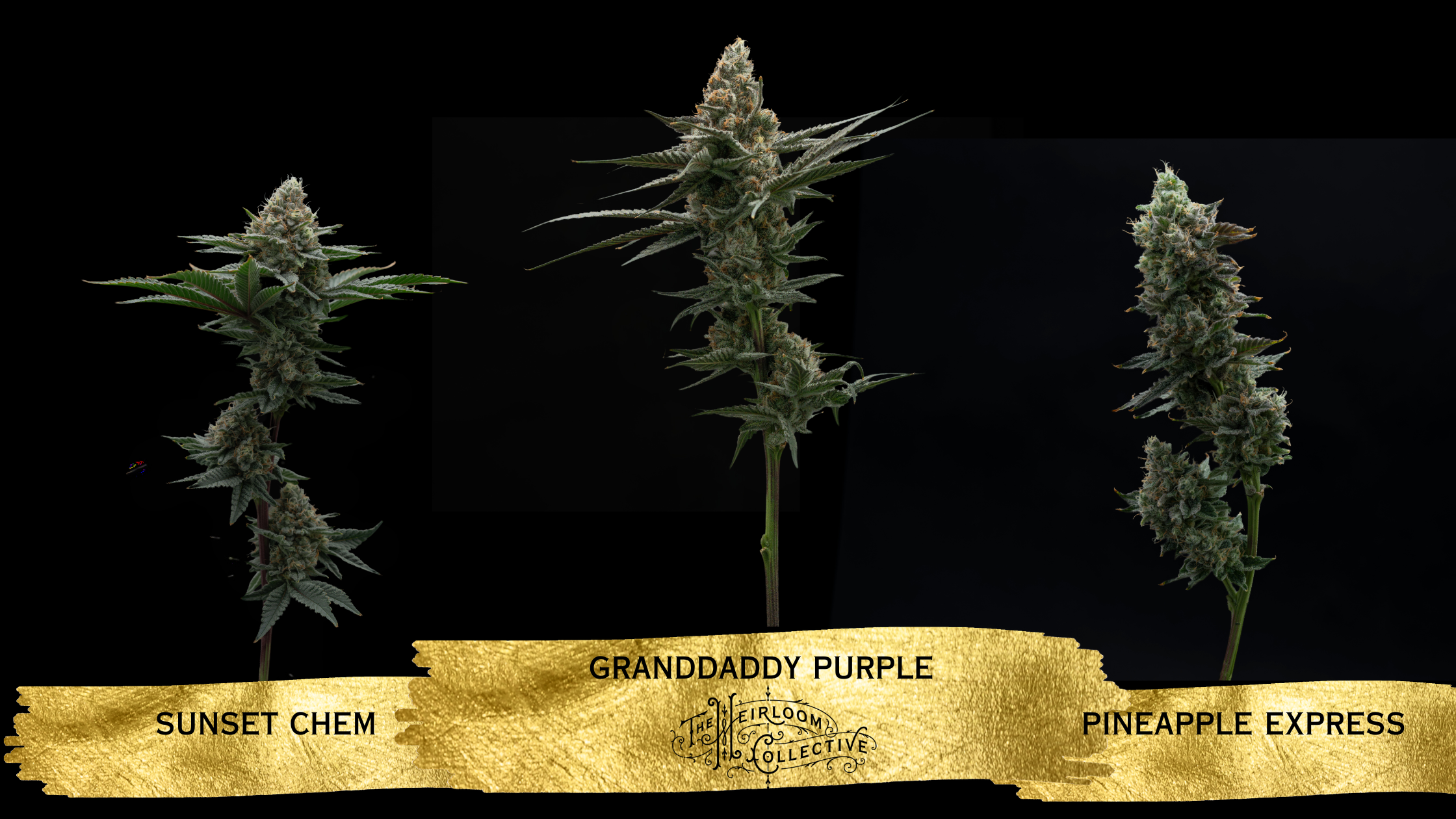 Frosty cannabis flower from The Heirloom Collective Legacy Collection