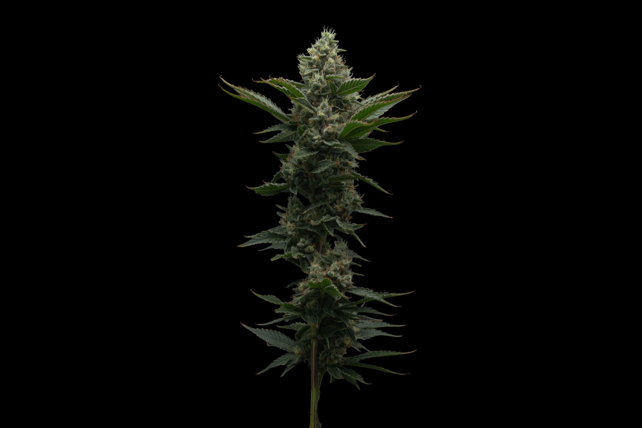 Sour Diesel cannabis flower from The Heirloom Collective Legacy Collection
