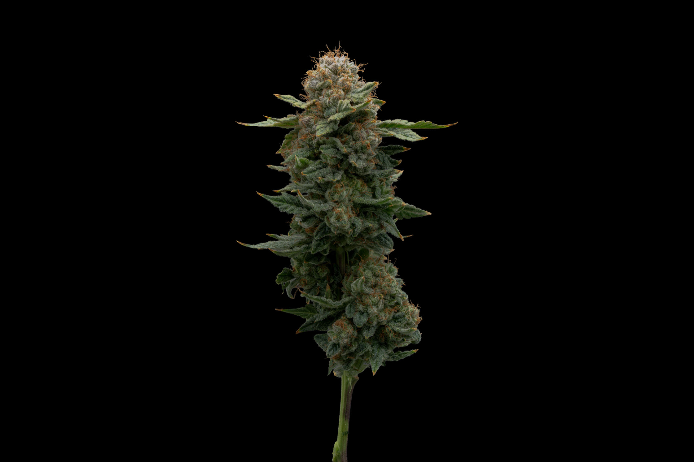 Sweet & Sour Diesel cannabis flower from The Heirloom Collective Legacy Collection