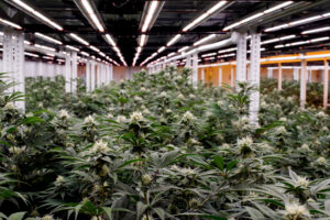 Heirloom Collective store interior