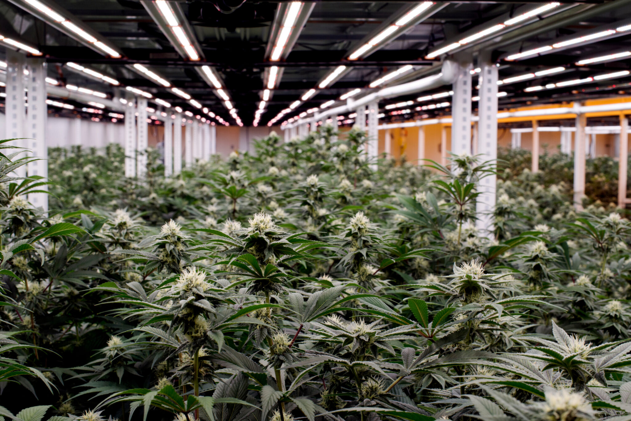 Recreational & Medical Dispensaries in Massachusetts The Heirloom