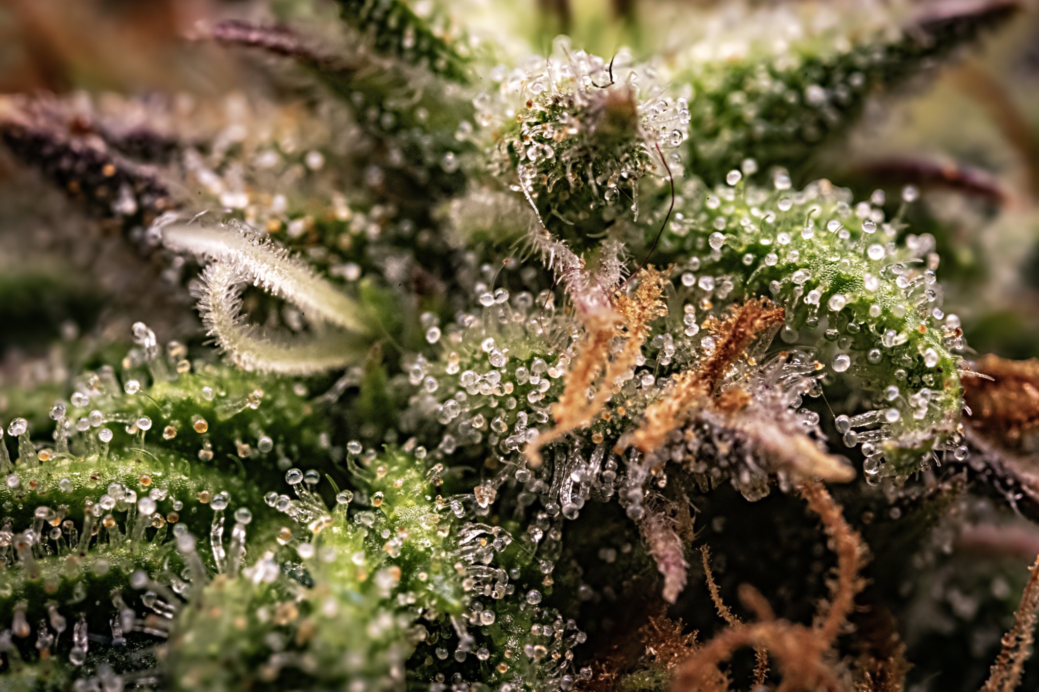 Cannabis trichomes