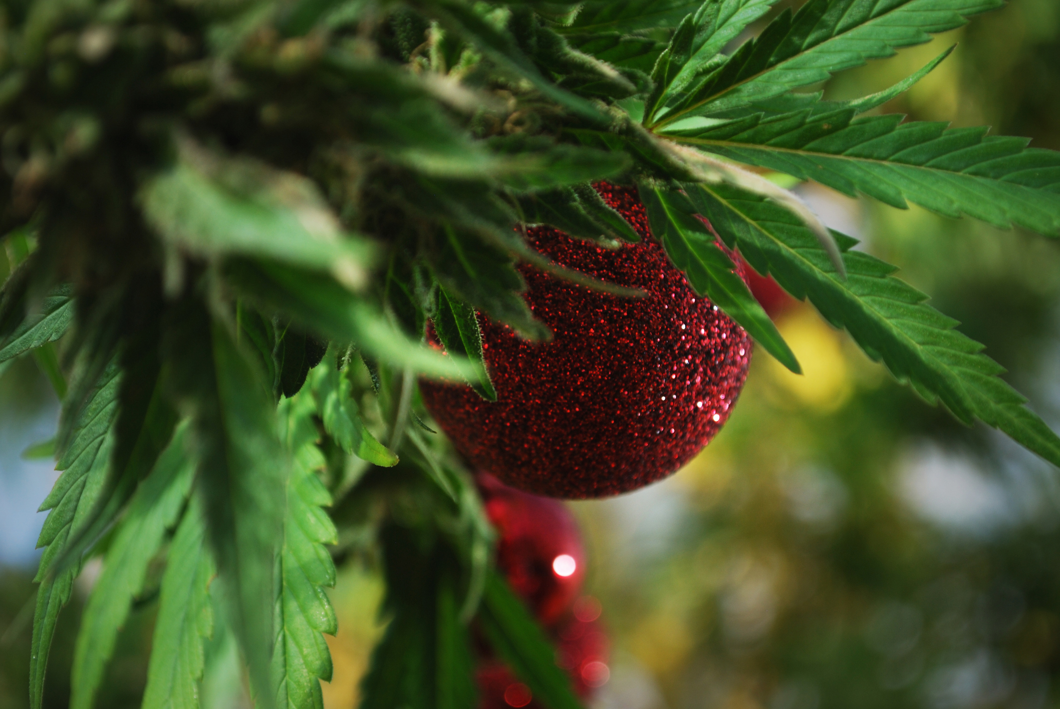 A marijuana plant with red Christmas ornaments hanging from it.