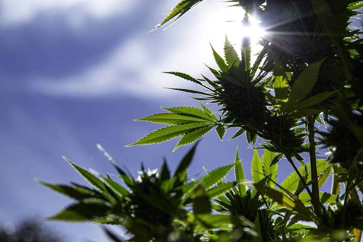 Marijuana leafs over blue sky