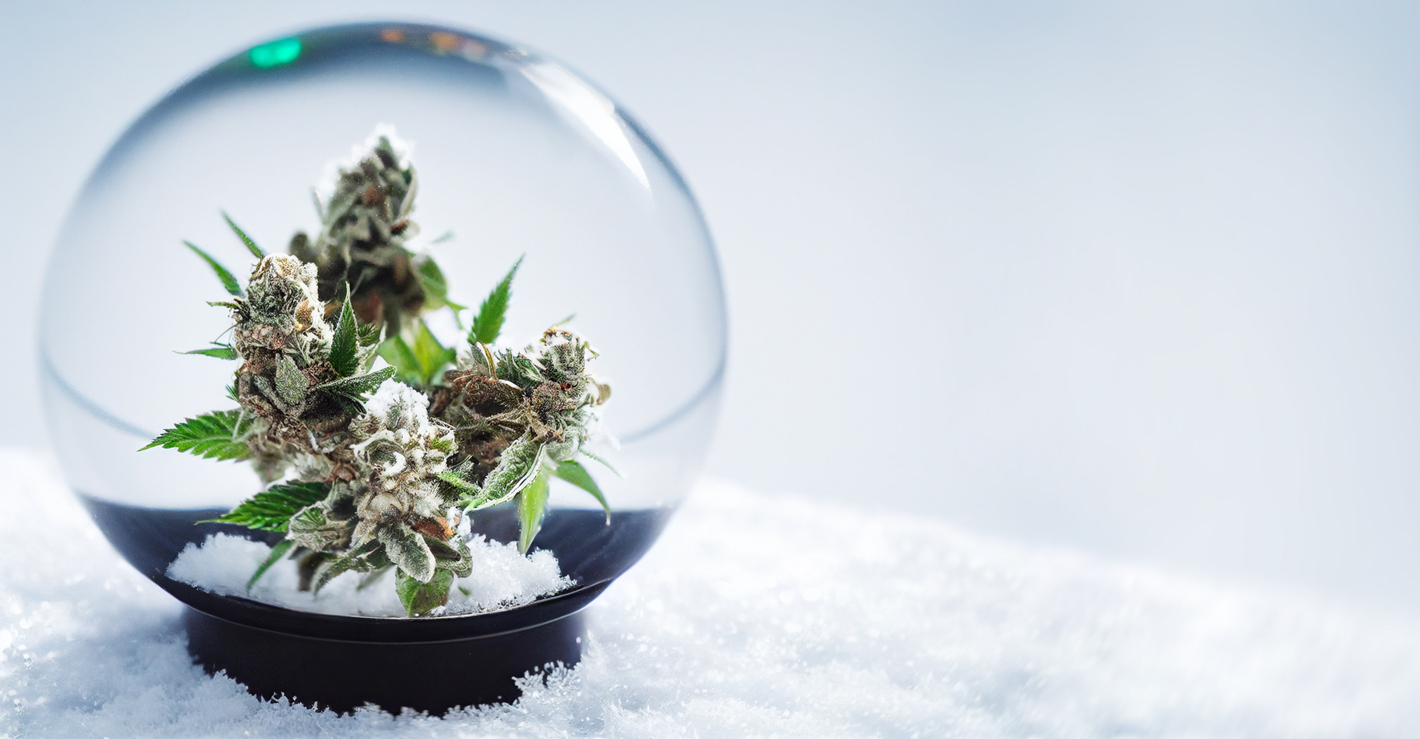 Cannabis banner. Merry Christmas and Happy New Year card with hemp in snow globe with snow