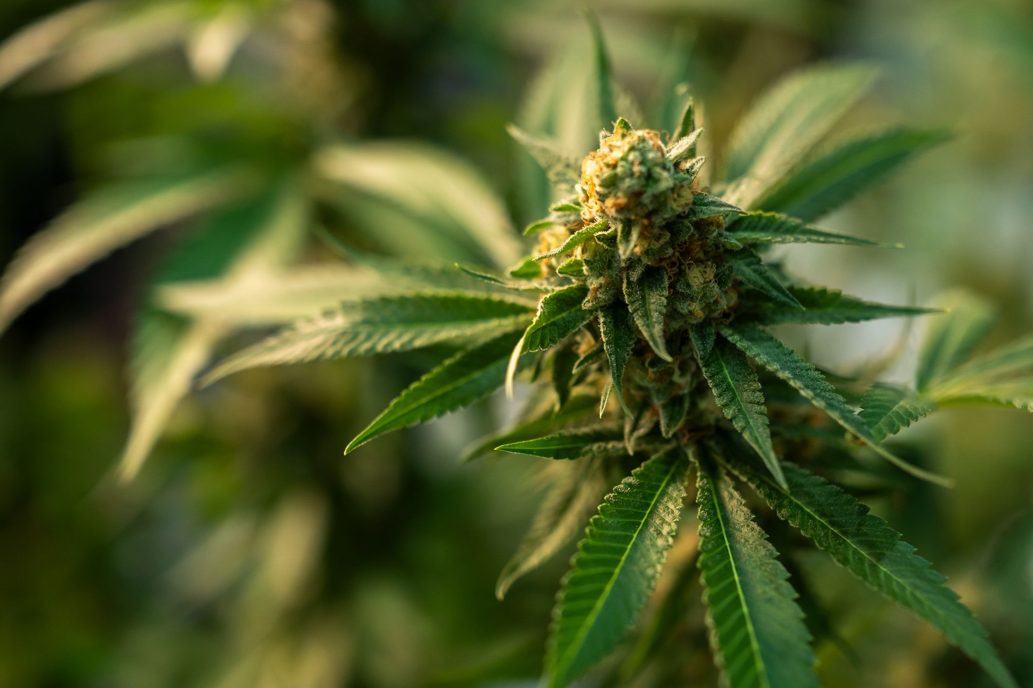 Cannabis Leaves